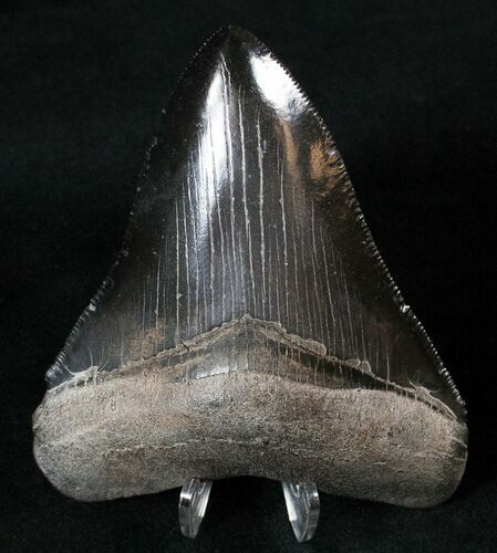 Serrated, Black Megalodon Tooth - Medway Sound #16008
